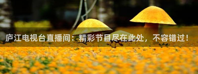 龙门直播间在线观看：庐江电视台直播间：精彩节目尽在此处，不容错过！